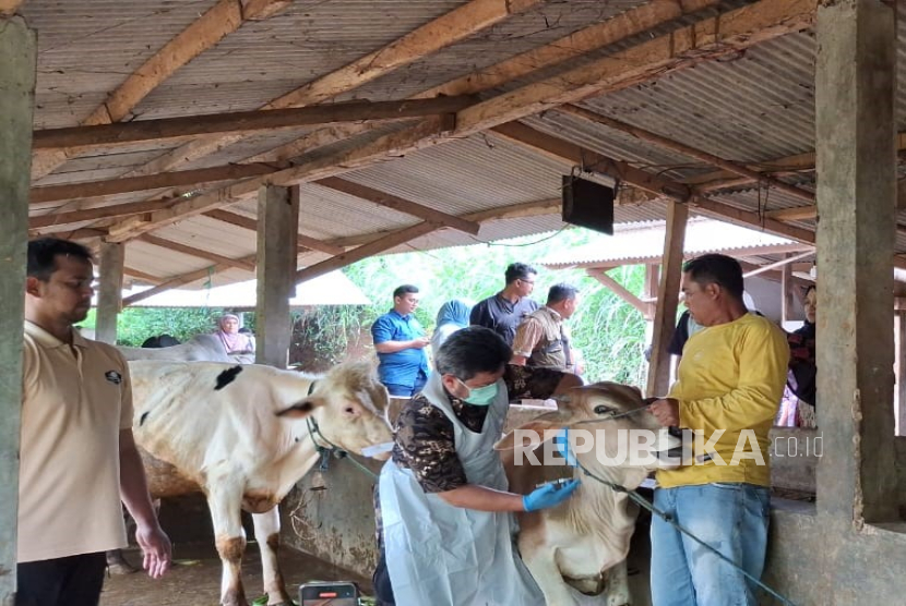  Petugas Sedang Menyuntikan Vaksin Terhadap Sapi di Desa Sumurbandung, Kecamatan Cipatay, Kabupaten Bandung Barat untuk Mencegah Penyebaran PMK.