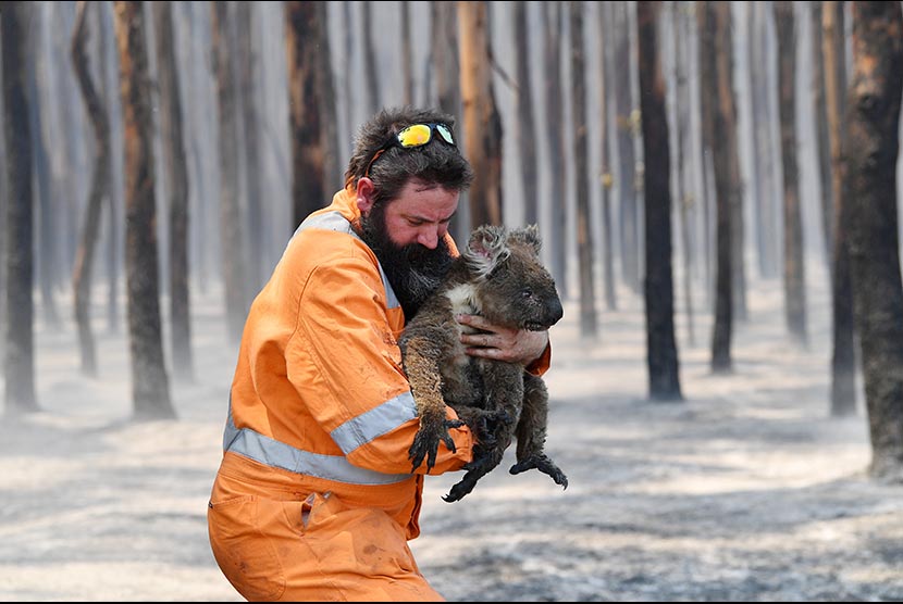 Petugas Suaka Margasatwa Adelaide  Simon Adamczyk menggendong koala yang mengalami luka bakar di hutan dekat  Cape Borda di Kangaroo Island, Adelaide, Australia, Selasa (7/1).
