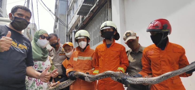 Petugas Sudin Gulkarmat Jakarta Barat mengevakuasi ular sanca sepanjang tiga meter yang ditemukan di permukiman Taman Sarim Jakarta Barat, Kamis (3/9).