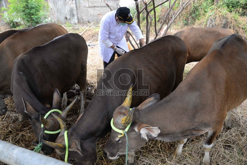 Petugas Suku Dinas Pertanian dan Peternakan Jakarta Pusat melakukan pemeriksaan kesehatan hewan kurban di kawasan Tanah Abang, Kamis (10/9).  (Republika/Yasin Habibi)