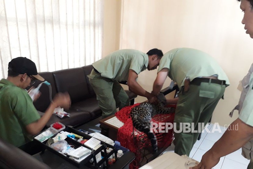 Petugas tengah memeriksa kondisi kesehatan macan tutul yang berhasil dievakuasi dari kolong rumah warga di Kampung Perbawati/Desa Perbawati Kecamatan/Kabupaten Sukabumi Kamis (17/5).