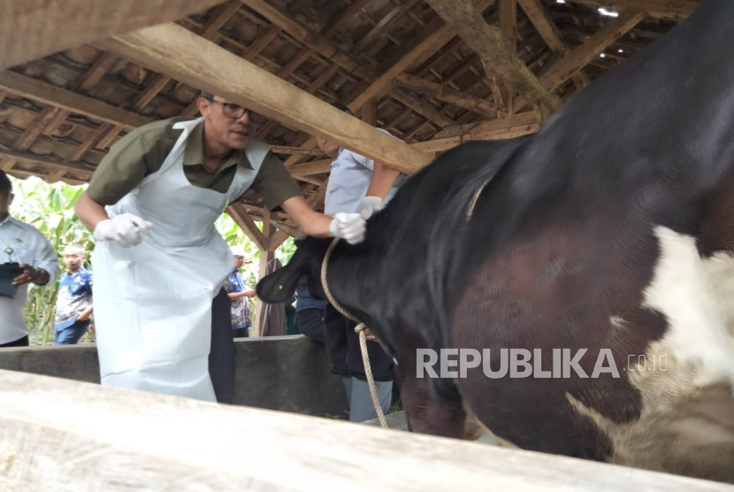 Petugas Tengah Menyuntikan Dosis Vaksin Terhadap Hewan Ternak untuk Mencegah Penyebaran PMK di Kabupaten Bandung Barat (KBB).