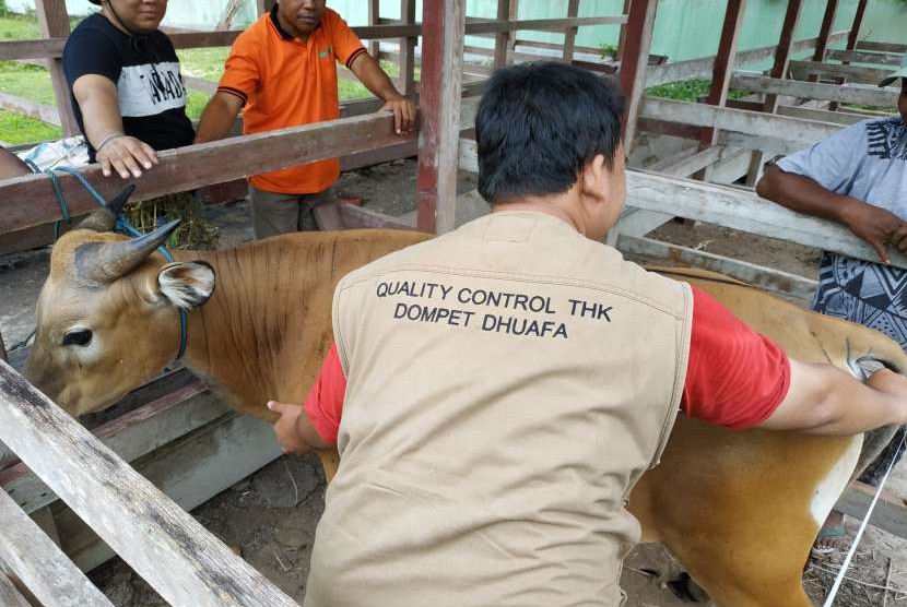 Petugas tim Quality Control Dompet Dhuafa melakukan pengecekan hewan kurban.