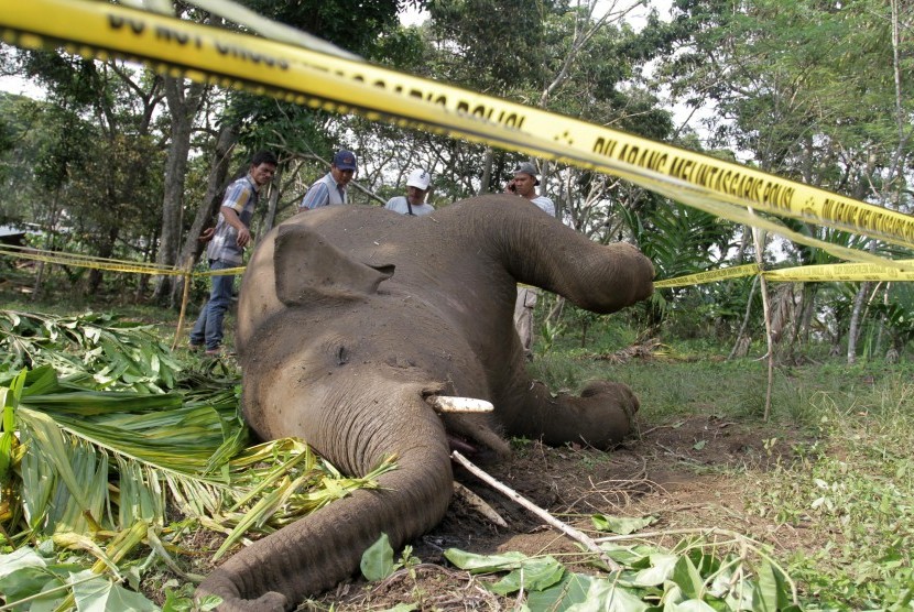 Petugas Yayasan Perlindungan Satwa Bener Meriah (YPSBM) menyaksikan seekor gajah Sumatera yang mati di Desa Payah Lah, Kecamatan Ketol, Kabupaten Aceh Tengah, Aceh, Jumat (19/2).   (Antara/Risky Pinossa)