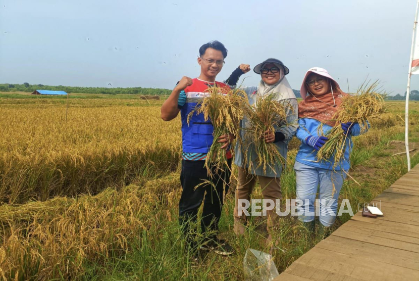 PGN mendukung ketahanan pangan sekaligus kelestarian lingkungan di pesisir utara Jawa Tengah melalui program penanaman Padi Biosalin