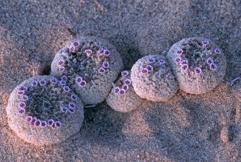 Pholisma Sonarae