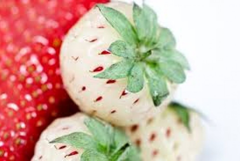 Pineberries atau stroberi putih.