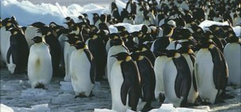 Pinguin bergerombol agar tetap hangat meski cuaca sangat dingin.