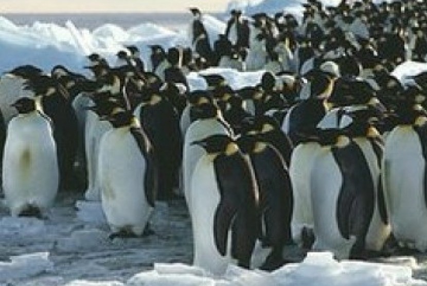 Sebanyak 10 ekor penguin di Georgia Selatan, pulau di Wilayah Luar Negeri Inggris, dikonfirmasi terinfeksi flu burung. 
