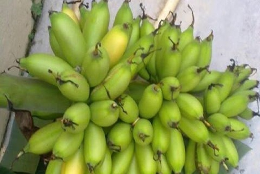 Pisang Mas Kirana telah dikembangkan juga di Kabupaten Gunungkidul setelah mendapat alokasi dana APBN dari Kementerian Pertanian dalam hal ini Direktorat Jenderal Hortikultura melalui program pengembangan kawasan seluas 40 ha pada tahun 2019.