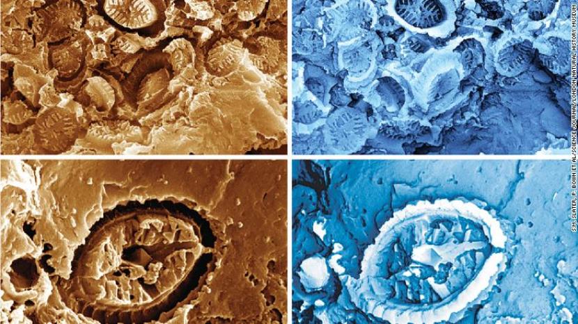 Scientists Find ‘Ghost’ Fossil Under Microscope