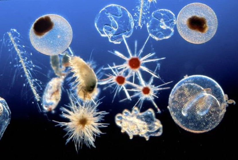 plankton (ilustrasi)