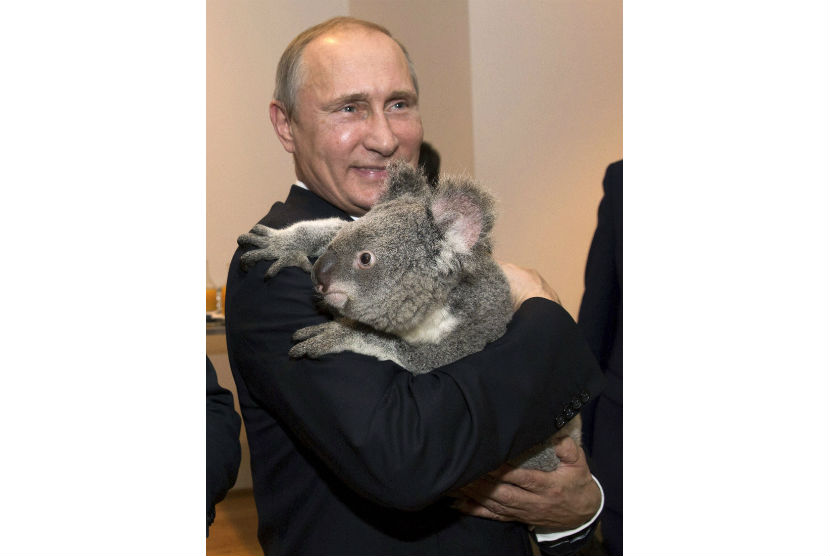 PM Rusia, Vladimir Putin, menggendong seekor koala saat tiba di Australia untuk pertemuan G20.