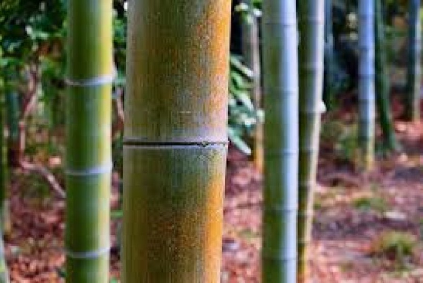  Badan Riset dan Inovasi Nasional (BRIN) mengembangkan bambu komposit untuk furnitur dan komponen bangunan sehingga dapat menjadi bahan alternatif pengganti kayu. (ilustrasi).