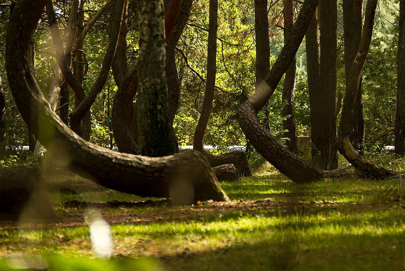 Pohon bengkok di Crooked Forest Polandia