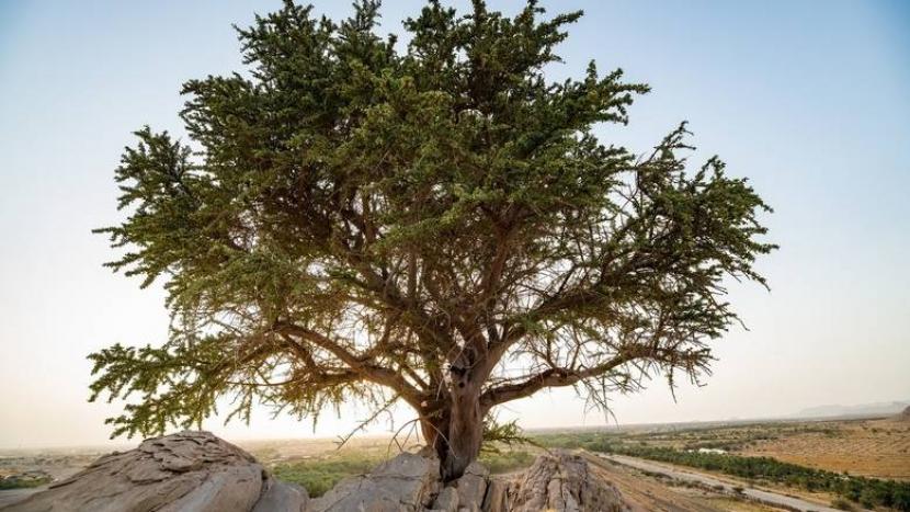 Pohon Hijau Berusia 100 Tahun Ditemukan di Abu Dhabi. Pohon berwarna hijau yang dinamai Al Sarh ditemukan di Abu Dhabi oleh Kementerian Lingkungan Hidup Uni Emirat Arab (UEA). Pohon tersebut diperkirakan berusia 100 tahun.