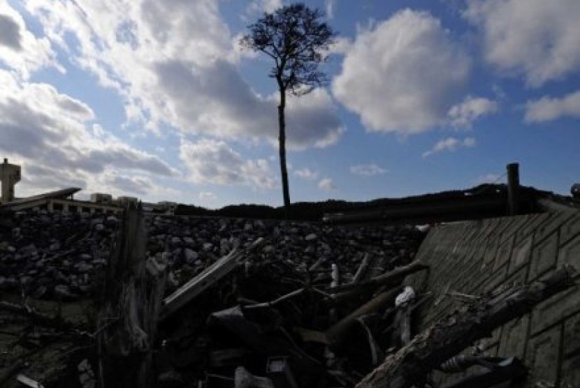 Pohon cemara ini dulunya bagian dari sebuah hutan yang lebat