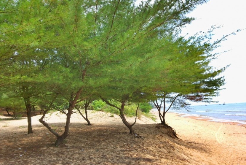 Pohon cemara laut