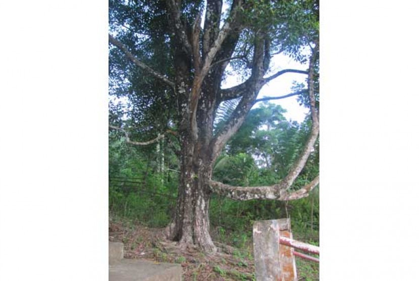Pohon Cengkeh Afo, yang diklaim sebagai cengkeh tertua di dunia.