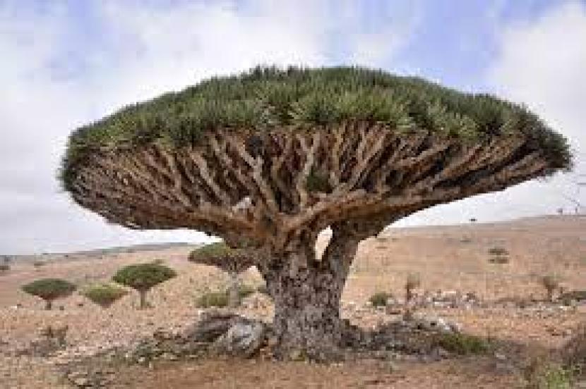 Pohon darah bersaudara atau dragon blood tree di Pulau Socotra di Samudera Hindia, dekat Teluk Aden.
