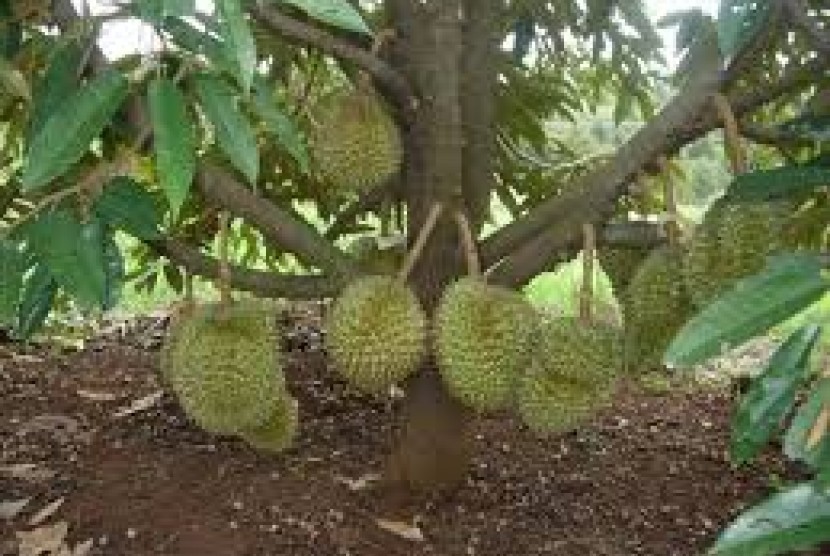 Dompet Dhuafa memberikan bibit pohon durian dan alpukat untuk warga Blora.