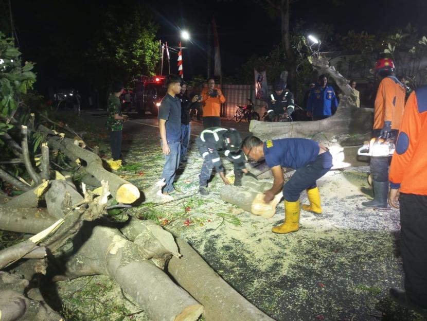 Pohon Flamboyan setinggi 15 meter dan diameter 150 centimeter, tumbang di Jalan Raya Kuningan – Cirebon, Desa Sampora,  Kecamatan Cilimus, Kabupaten Kuningan, Rabu (16/10/2024) malam. 