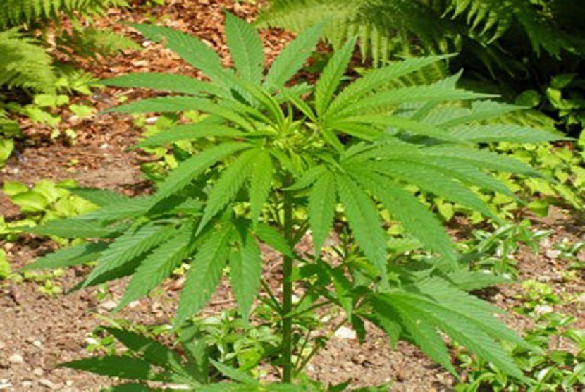 Pohon Ganja (Cannabis Sativa)