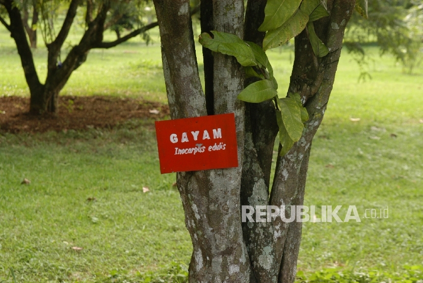 Pohon Gayam