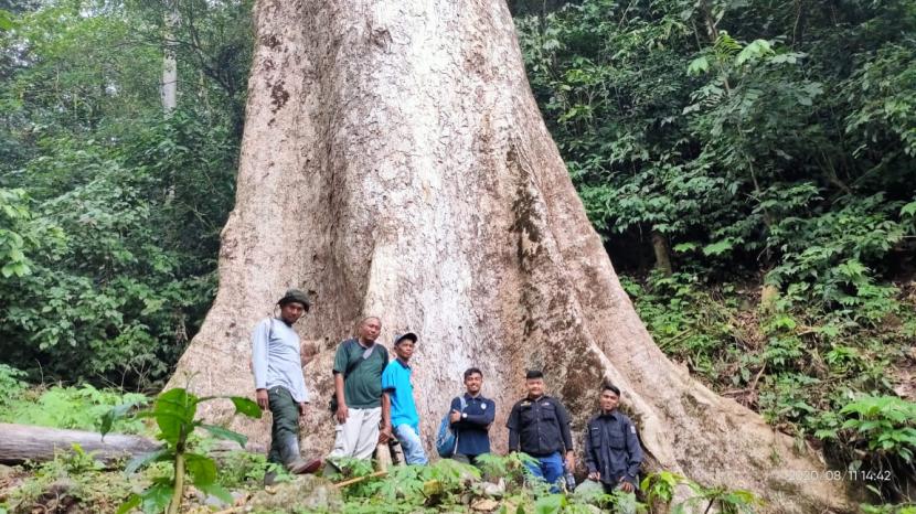 Pohon jenis Medang (Litsea sp) yang terdapat di nagari Malintang kecamatan Tanjung Raya, Agam diperkirakan termasuk ke dalam catatan pohon dengan diameter terbesar di dunia 