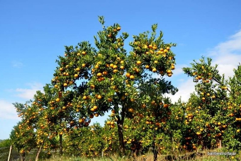 Pohon jeruk. Varietas jeruk lokal Jepara memiliki karakteristik yang berbeda dengan yang tumbuh di daerah lain.