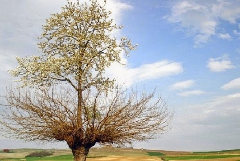 Pohon kembar di Italia