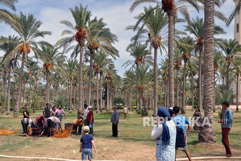Pohon kurma pernah menangisi Rasulullah SAW saat tak lagi jadi mimbar. Ilustrasi pohon kurma yang tumbuh di halaman taman Istana Montazah, Alexandria Mesir. 