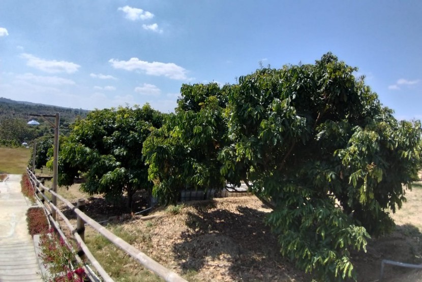 Pohon lengkeng kateki di Blora