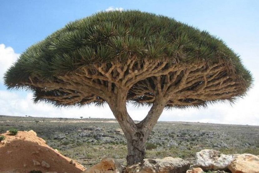 Pohon naga di Socotra, Yaman.