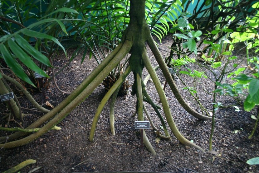 Pohon palem jenis socratea exorrhiza