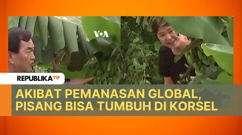 Pohon pisang mulai berbuah di Korea Selatan, membuat para petani gembira sekaligus khawatir.