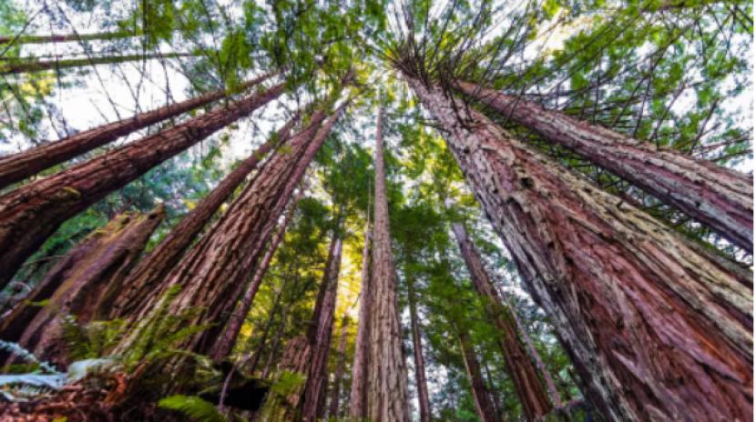 Pohon redwood pantai (Sequoia sempervirens) yang menjulang di atas garis pantai Taman Nasional Redwood yang diselimuti kabut di California Utara. 