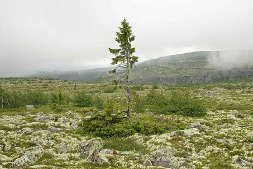 Pohon tertua berusia 9.950 tahun yang masih hidup ada di Swedia