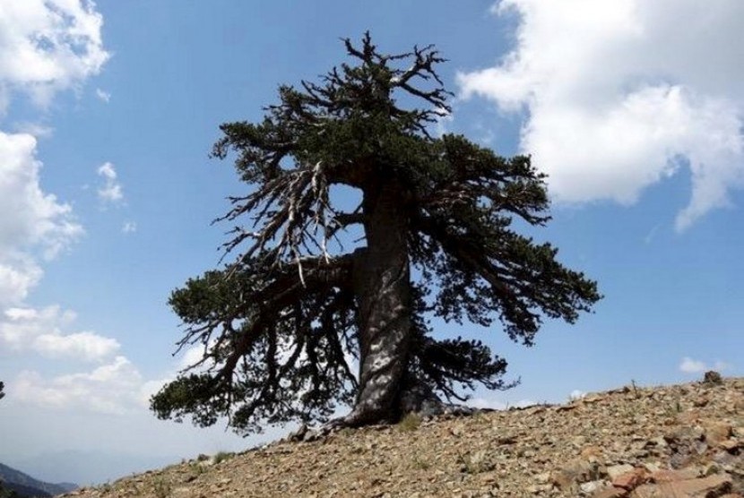 Pohon tertua di Eropa 