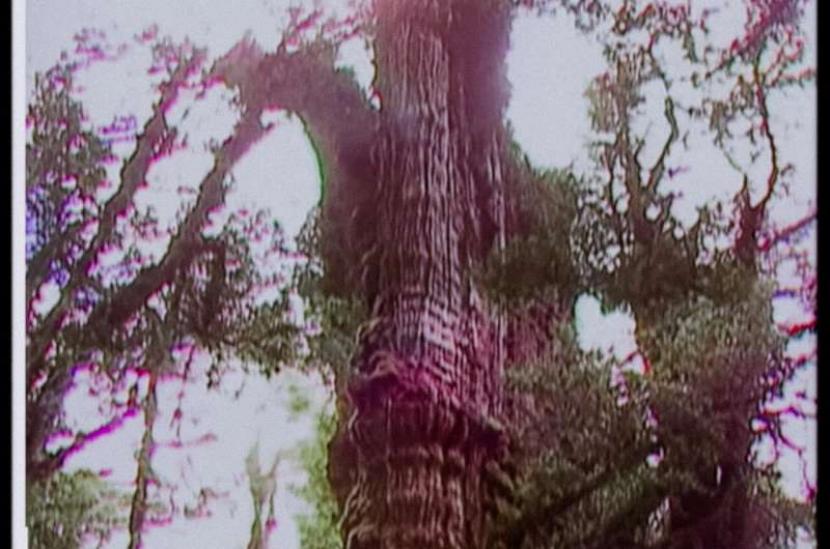 Alerce milenario, pohon tertua di dunia.