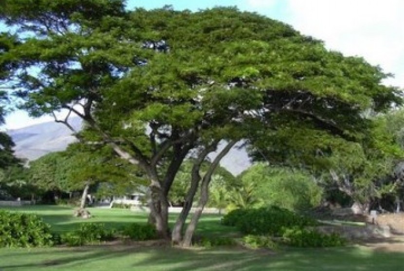Pohon trembesi, ilustrasi
