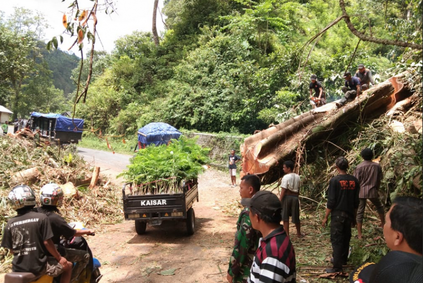   Pohon tumbang di Jalan Raya Dampit-Lumajang km 59, Sawah & Hutan, Sumberwuluh, Candipuro, Kabupaten Lumajang, Jawa Timur. 