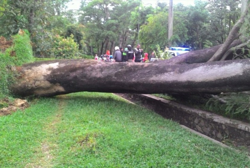 Pohon tumbang di Universitas Indonesia