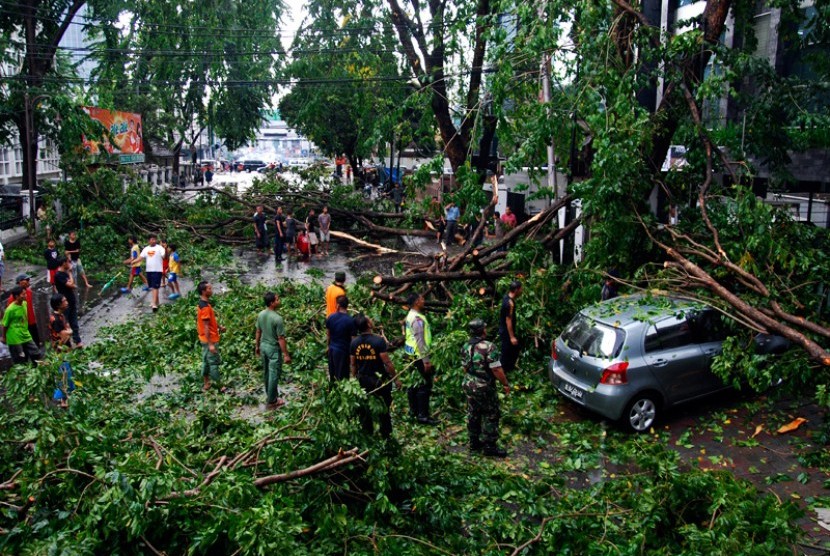 Pohon Tumbang - ilustrasi. Pohon tumbang di Balaraja, Kabupaten Tangerang menghancurkan gerobak ayam goreng.
