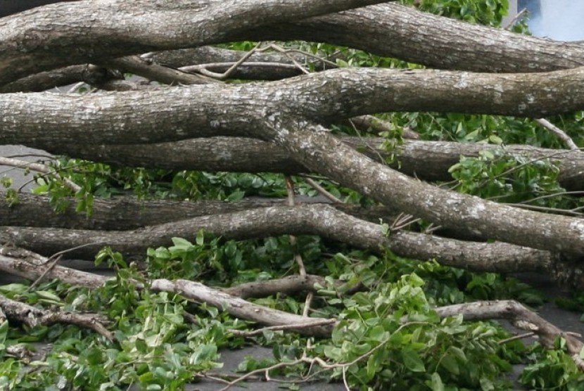 Warga DKI Jakarta diimbau waspada angin kencang dan pohon tumbang. Pohon tumbang (ilustrasi)