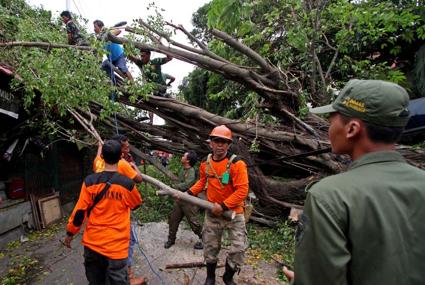 Pohon tumbang (ilustrasi). BPBD Kediri menyebut ada beberapa rumah rusak dan pohon tumbang akibat angin kencang