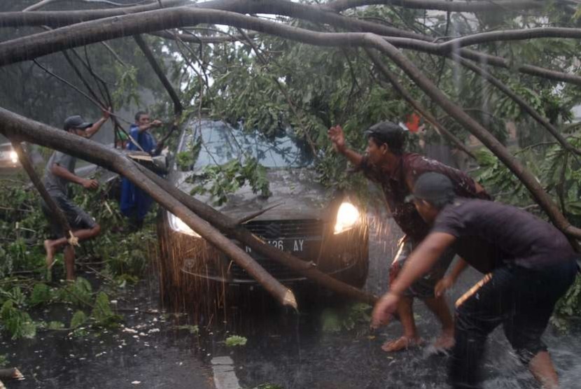 Pohon tumbang menimpa kendaraan. (ilustrasi)