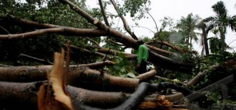 Pohon tumbang saat hujan angin menerjang wilayah Jakarta. 