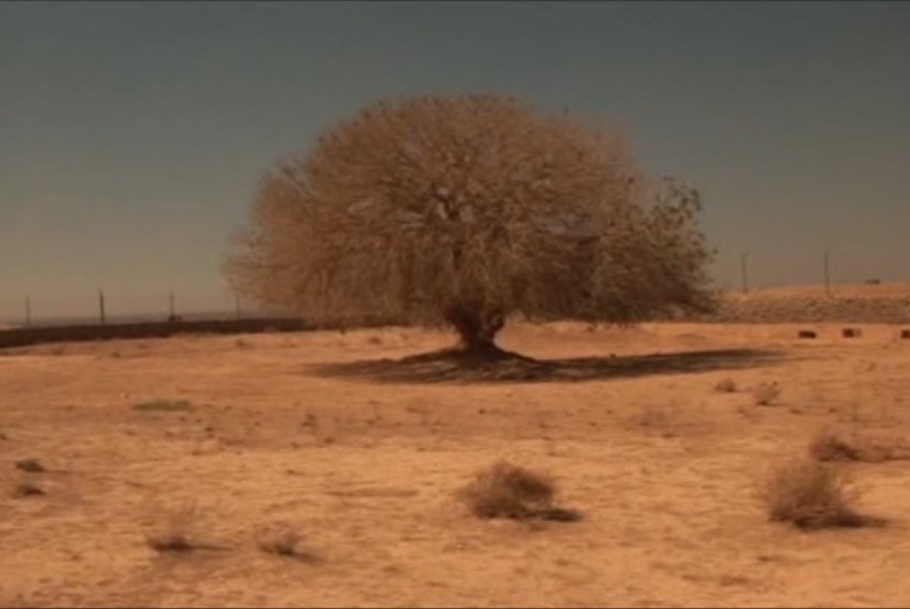 Pohon yang disebut-sebut sebagai ghardad.