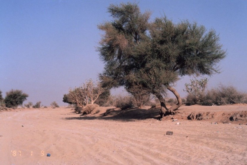 Pohon yang disebut-sebut sebagai gharqad.